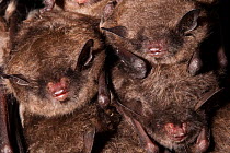 Indiana Bats (Myotis sodalis) infected with white-nose syndrome, a deadly disease which causes a distinctive ring of fungal growth around the muzzles and on the wings of cave bats. Ulster County, New...