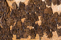 Little brown Bats (Myotis lucifugus) hibernating in Aeolus Cave. White-nose syndrome is decimating the caves bat population, a deadly disease which causes a distinctive ring of fungal growth around th...