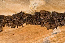 Little brown Bats (Myotis lucifugus) hibernating in Aeolus Cave. White-nose syndrome is decimating the caves' bat population, a deadly disease which causes a distinctive ring of fungal growth around t...
