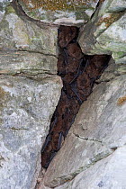 Dead Little brown Bats (Myotis lucifugus) in a crevice outside of Vermont's Aeolus Cave. Starving bats infected with the deadly White-nose syndrome often exit the hiberncula where they quickly freeze....