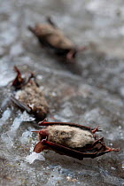 The corpses of dead Little Brown Bats (Myotis lucifugus) lie on ice outside of Aegolus Cave, Starving bats infected with white-nose syndrome often exit their hiberncula during winter where they quickl...