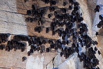 Live and dead Little Brown Bats (Myotis lucifugus) in fected with White nose syndrome, in Aeolus Cave, the largest bat hibernacula in New England. This disease causes a distinctive ring of fungal grow...
