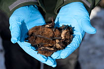 Vermont Department of Fish and Wildlife biologist Scott Darling holds dead bats found outside Vermont's Aeolus Cave. Bats are infected with White nose syndrome with causes a distinctive ring of fungal...