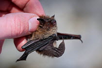 A researcher holds a dead Little Brown Myotis (Myotis lucifigus) found in the snow outside Aeolus Cave. The bats hibernating within the cave are infected with the deadly White-nose Syndrome. This dise...
