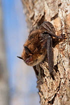 A Little Brown Bat ( Myotis lucifugus) clings to a tree on 20 degree F day outside Aeolus Cave. Despite the apparent health of this individual, it is supposed to be in deep hibernation. White-nose syn...