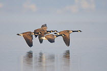 Small flock of adult Canada Geese (Branta canadensis) in flight. Tompkins County, New York, USA, March.
