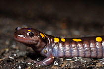 Adult Spotted Salamander (Ambystoma maculatum)migrating across a road to a breeding pond on a rainy spring night. Tompkins County, New York, USA, March.