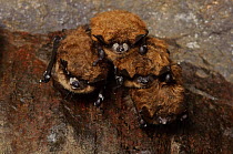 A group of Little Brown Bats (Myotis lucifugus)hibernating in a mine. These bats are showing the white facial fungus typical of bats affected by white-nose syndrome, Bennington County, Vermont, USA, M...