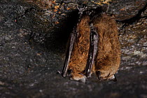 Two Little Brown Bats ( Myotis lucifugus) hibernating in a mine. Bats require a delicate balance of temperature and humidity where they can sit for weeks at a time without moving. White-nose syndrome...