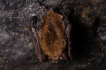 Little Brown Myotis (Myotis lucifugus) heavily infected by white-nose syndrome hibernating in a mine. This bat is showing white fungus on the wing and tail membranes and the face as well as other infe...
