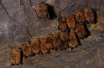 A group of Little Brown Myotis (Myotis lucifugus) hibernating in a mine. These bats are showing the characteristic white facial fungus typical of bats affected by white-nose syndrome. White-nose syndr...