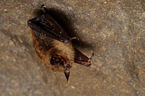 Little Brown Myotis (Myotis lucifugus) infected by white-nose syndrome hibernating in a mine. White-nose syndrome is thought to be somehow disrupting this balance.  Bennington County, Vermont, USA, Ma...