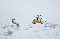 A male Gunnison Sage Grouse (Centrocercus minimus) displaying near a female in snowy sage. Gunnsion County, Colorado, USA, April
