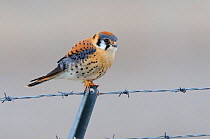 Adult male American Kestrel (Falco sparverius) hunting from a barbed wire fence. Gunnison County, Colorado, USA, April.