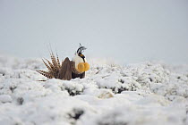 A male Gunnison Sage Grouse (Centrocercus minimus) at the height of its display. Gunnsion County, Colorado, USA, April.
