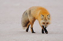 Red Fox (Vulpes vulpes) hunting for pocket gophers in a snowy field. Gunnison County, Colorado, USA,  April.