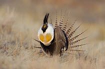 Adult male Gunnison Sage-Grouse (Centrocercus minimus) displaying at a lek. Gunnison County, Colorado, USA, April.