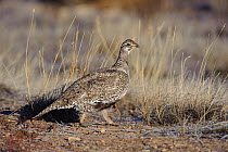 Adult female Gunnison Sage-Grouse (Centrocercus minimus). Gunnison County, Colorado, USA, April.