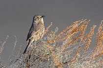 Sage Thrasher (Oreoscoptes montanus) perched, singing, Gunnison County, Colorado, USA, April.