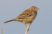 Adult Cassin's Sparrow (Aimophila cassinii). Cimarron National Grassland, Kansas, USA, April.