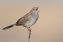 Singing adult Cassin's Sparrow (Aimophila cassinii). Cimarron National Grassland, Kansas, USA, April.