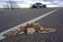 Dead Barn Owl (Tyto alba) on road, Cimarron National Grassland, Kansas, USA, April.