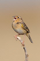 Singing adult male Grashopper Sparrow (Ammodramus savannarum). Cimarron National Grassland, Kansas, USA, April.