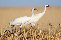 Adult Whooping Cranes (Grus americana) from the wild population, foraging in a corn field during spring migration. Central South Dakota, USA, April.