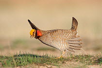 Adult male Lesser Prairie-Chicken displaying. This species dwindling remaining breeding range lies at the heart of the wind belt where large wind energy project are planned.Cimarron National Grassland...