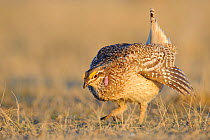 Adult male Sharp-tailed Grouse (Tympanuchus phasianellus) making an aggressive charge on a lek. Ft. Pierre National Grassland, South Dakota. USA, April.