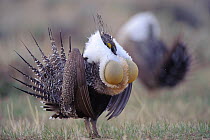Adult male Greater Sage-Grouse (Centrocercus urophasianus) strutting on a lek. Freemont County, Wyoming, USA, April.