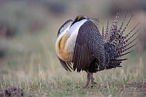 Adult male Greater Sage-Grouse (Centrocercus urophasianus) strutting on a lek. Freemont County, Wyoming, USA, April.