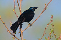 Adult male Common grackle (Quiscalus quiscula) perched in tree, Tompkins County, New York, USA, May.