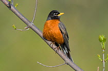 Adult male American Robin (Turdus migratorius) perched on a branch, Tompkins County, New York, USA, May.