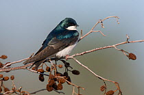 Adult Tree Swallow (Tachycineta bicolor) perched on a branch, Tompkins County, New York, USA, May.