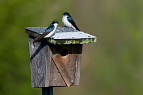 Pair of adult Tree Swallows (Tachycineta bicolor) perched on a nest box. Tompkins County, New York, USA, May.