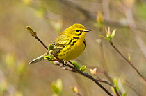 Adult male Prairie Warbler (Dendroica discolor) in breeding plumage, perched on branch. Tompkins County, New York, USA, May.