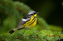 Adult male Magnolia Warbler (Dendroica magnolia) perched on pine tree, in breeding plumage. Tompkins County, New York, USA, May.