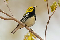 Singing male Black-throated Green Warbler (Dendroica virens) in breeding plumage, perched on branch. Tompkins County, New York, USA, May.