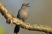 Gray Catbird (Dumetella carolinensis) perched on a branch, singing in Spring. Tompkins County, New York, USA.