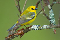 Adult male Blue-winged Warbler (Vermivora pinus) in breeding plumage, perched in Lichen covered branch. Tompkins County, New York, USA, May.