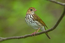 Adult male Ovenbird (Seiurus aurocapilla) perched on a branch, Tompkins County, New York, USA, May.