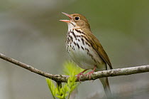 Adult male Ovenbird (Seiurus aurocapilla) perched on a branch, singing. Tompkins County, New York, USA,  May.