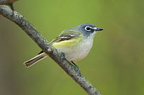 Blue-headed / Solitary Vireo (Vireo solitaruis) perched on a branch, Tompkins County, New York, USA, May.