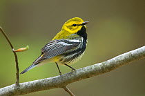 Adult male Black-throated Green Warbler (Dendroica virens) perched on branch, Tompkins County, New York, USA, May.