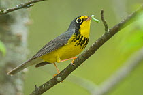 Canada Warbler (Cardellina canadensis) male in breeding plumage with a caterpillar prey, Tompkins County, New York, USA, May.