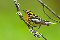 Adult male Blackburnia Warbler (Dendroica fusca)perched on branch, in breeding plumage. Tompkins County, New York, USA,  May.
