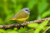 Adult male Mourning Warbler (Oporornis philadelphia) perched on branch, in breeding plumage. Tompkins County, New York, USA, May.