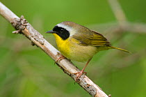 Adult male Common Yellowthroat (Geothlypis trichas) perched on branch, in breeding plumage. Tompkins County, New York, USA, May.
