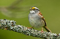 Adult white-striped morph White-throated Sparrow (Zonotrichia albicollis) perched on branch, in breeding plumage. Tompkins County, New York, USA, May.